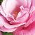 Rózsaszín - Teahibrid rózsa - Barbra Streisand